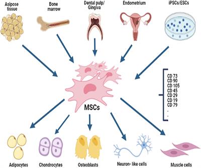 The Therapeutic Potential of Mesenchymal Stromal Cells for Regenerative Medicine: Current Knowledge and Future Understandings